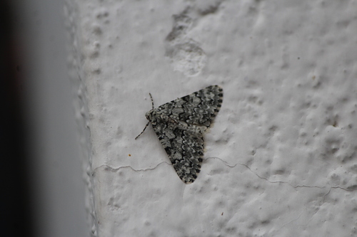 Tracheops bolteri