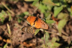 Acraea oncaea