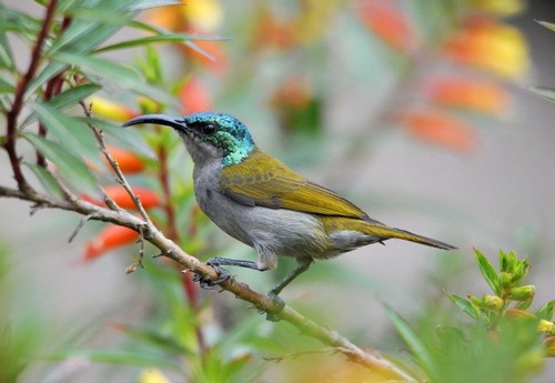 Green-headed Sunbird