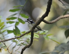 Pogoniulus bilineatus