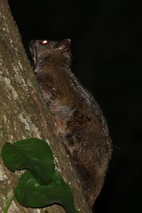 Anomalurus derbianus