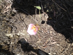 Calochortus plummerae