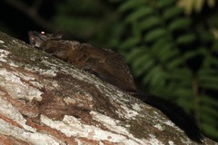 Anomalurus derbianus