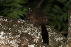 Anomalurus derbianus