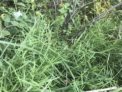 Muhlenbergia bushii