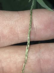 Muhlenbergia bushii