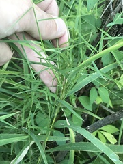 Muhlenbergia bushii