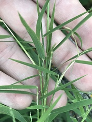 Muhlenbergia bushii