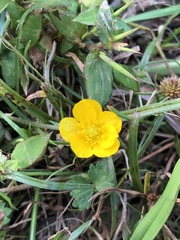 Ranunculus carolinianus