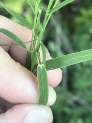 Muhlenbergia bushii