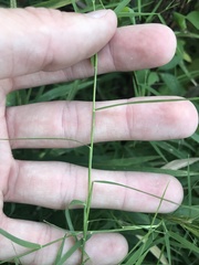 Muhlenbergia bushii