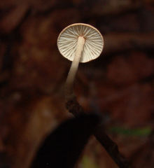 Collybiopsis subnuda