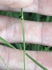 Muhlenbergia bushii