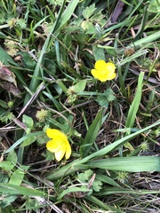 Ranunculus carolinianus
