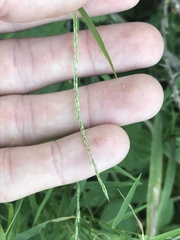 Muhlenbergia bushii