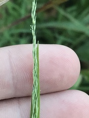 Muhlenbergia bushii