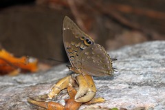 Charaxes cithaeron