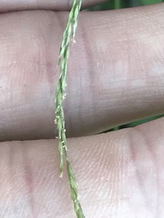 Muhlenbergia bushii