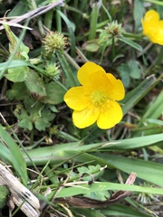 Ranunculus carolinianus