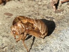 Neotibicen lyricen