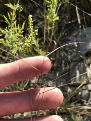 Aristida oligantha