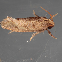 Acrolophus texanella