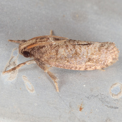 Acrolophus texanella