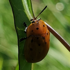 Chelymorpha cassidea
