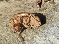 Neotibicen lyricen