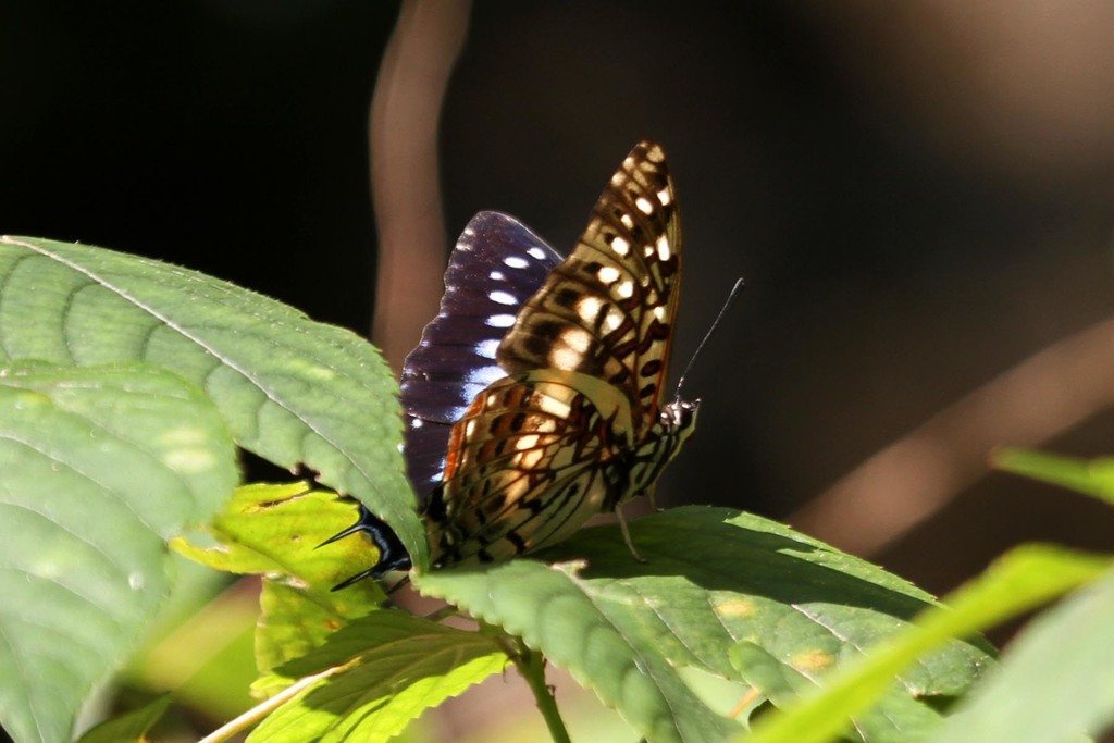 Scarce Savanna Charaxes