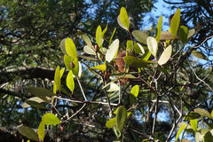 Muellerina celastroides