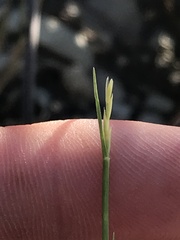 Sporobolus vaginiflorus