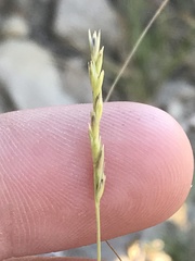 Sporobolus vaginiflorus