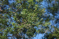 Muellerina celastroides