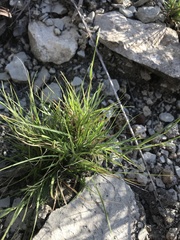 Sporobolus vaginiflorus