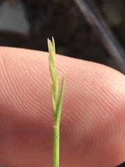 Sporobolus vaginiflorus