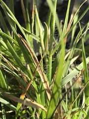 Sporobolus vaginiflorus