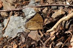 Charaxes cithaeron