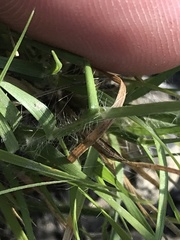 Sporobolus vaginiflorus