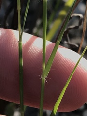 Sporobolus vaginiflorus