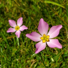 Sabatia stellaris
