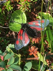 Zygaena exulans