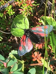 Zygaena exulans