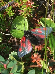 Zygaena exulans