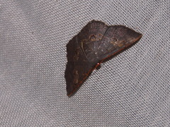 Serratophyga subangulata