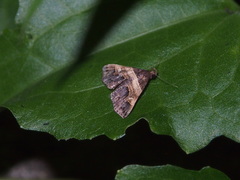 Bertula abjudicalis
