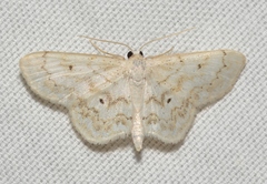 Idaea obfusaria