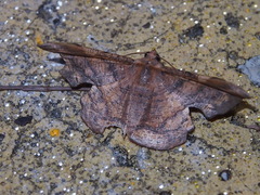 Fascellina chromataria