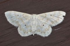 Idaea obfusaria