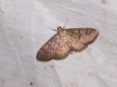 Omiodes pernitescens